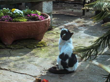 Cat Proofing The Garden