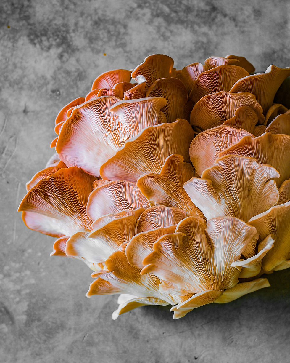 Photo of oyster mushrooms