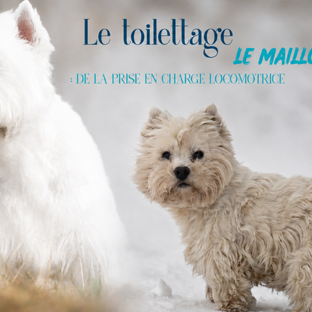 Le toilettage : le maillon oublié de la prise en charge locomotrice