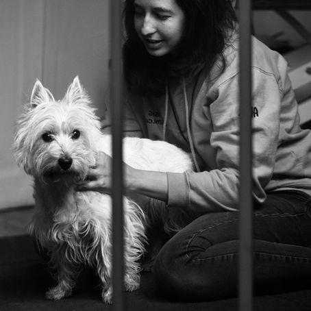 Inflammation de bas grade chez le chien : un poison lent mais redoutable