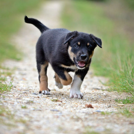 Les boiteries de croissance