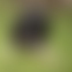 Le border collie de travail (vidéo)