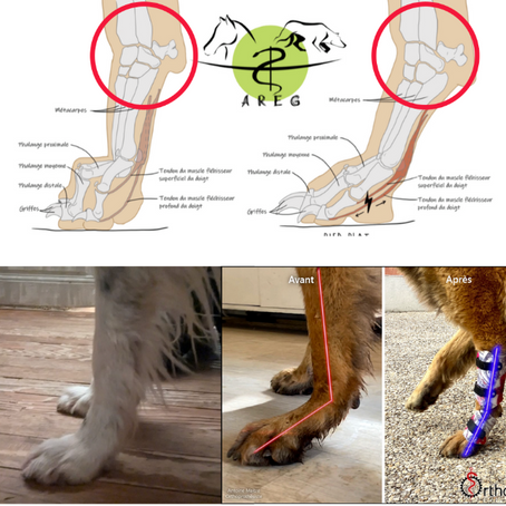 Hyperlaxité du carpe chez le chien : ne passez pas à côté !