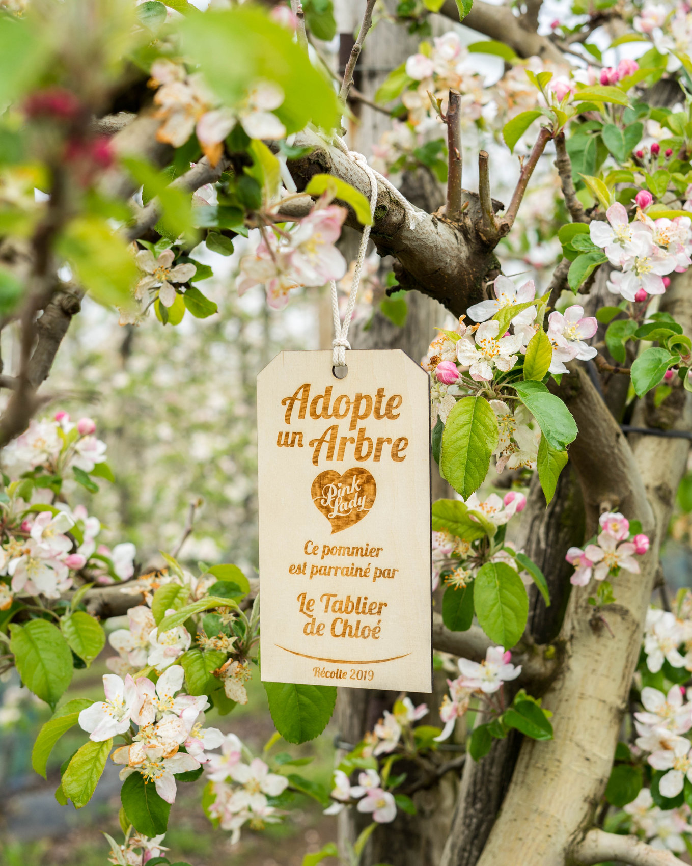 J'adopte un arbre avec Pink Lady &  Cake aux pommes, noix de pécan et miel !