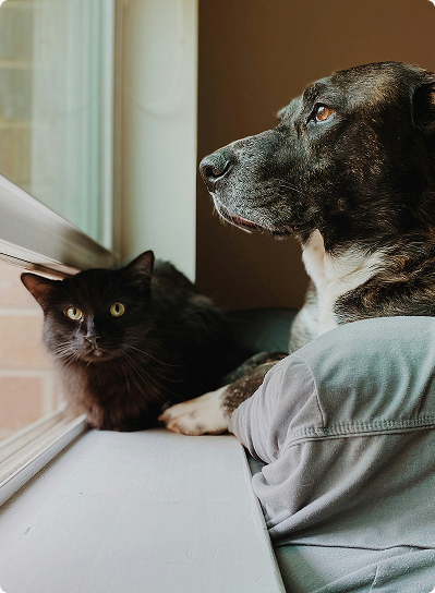 Foster a Pet Image Desktop.png