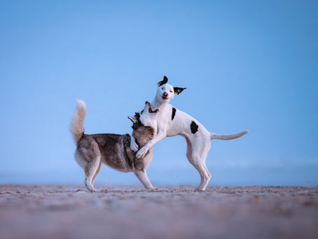 Comment choisir le lieu parfait pour une séance photo avec votre animal ?