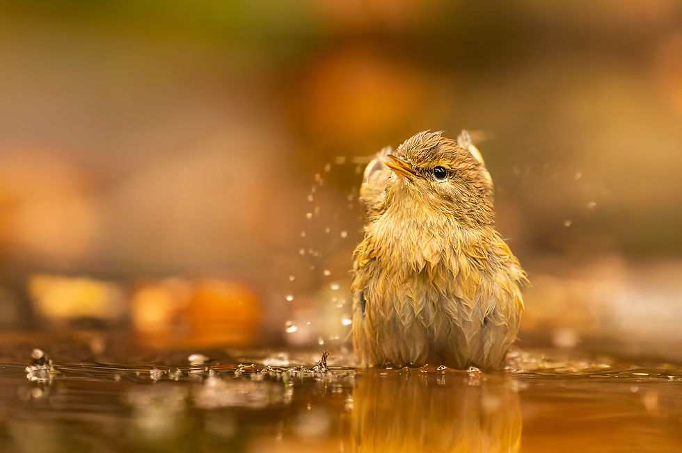 Miniature : Bain d'automne