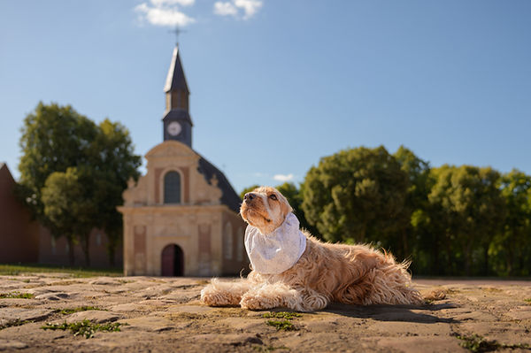 Photographe chien à Arras