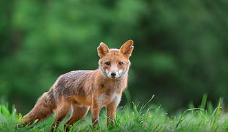 Photographe animalierLille