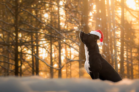 _DSC2313-DxO_DeepPRIME XD2s-Modifier.jpg