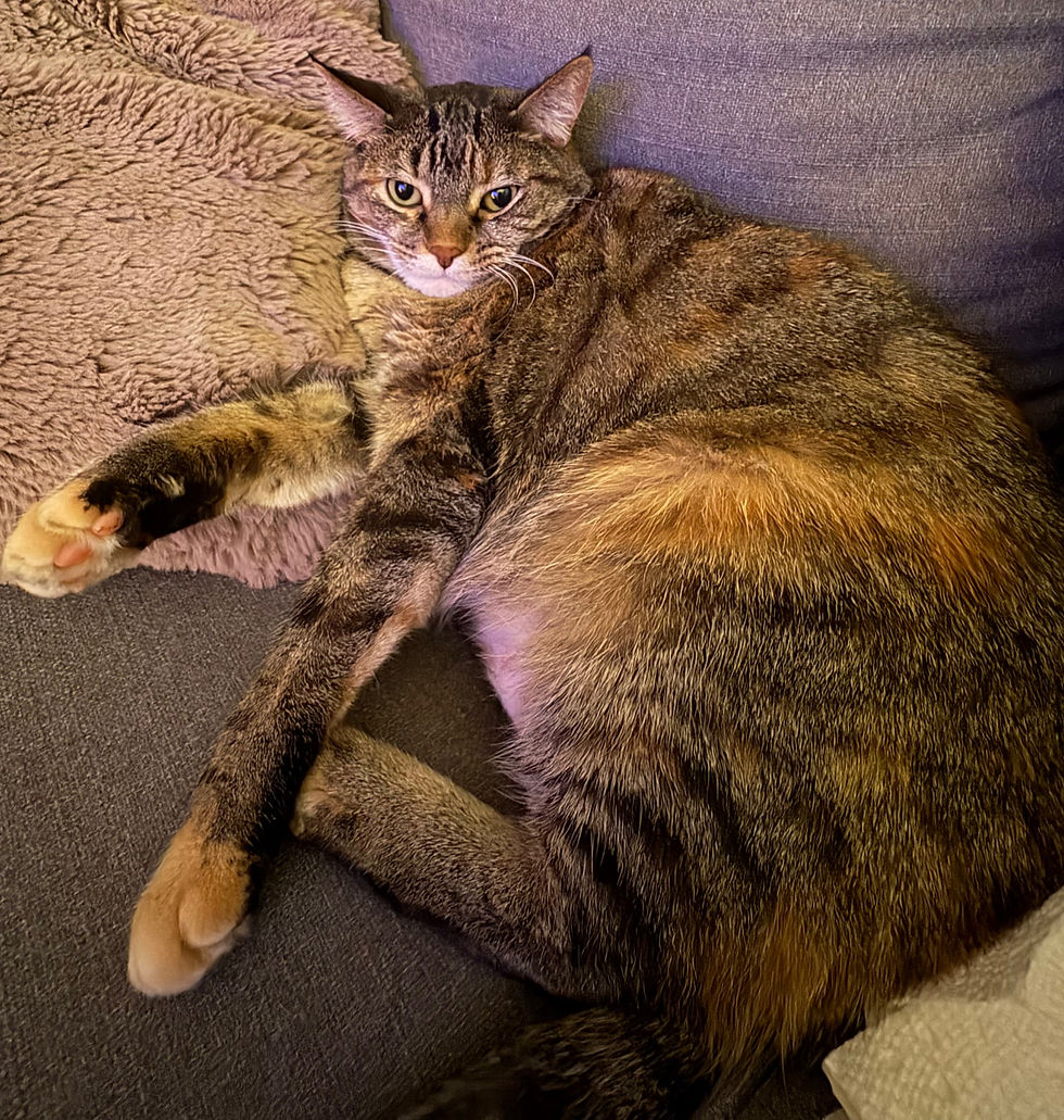 Olive, owned by Lizzie