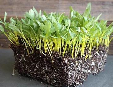 swiss_chard_-_yellow_1024x1024 (1).jpg