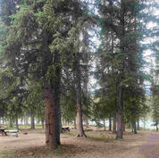 Kerkeslin Campground, Jasper AB