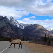 Jasper National Park Itinerary - Jasper Day Trip