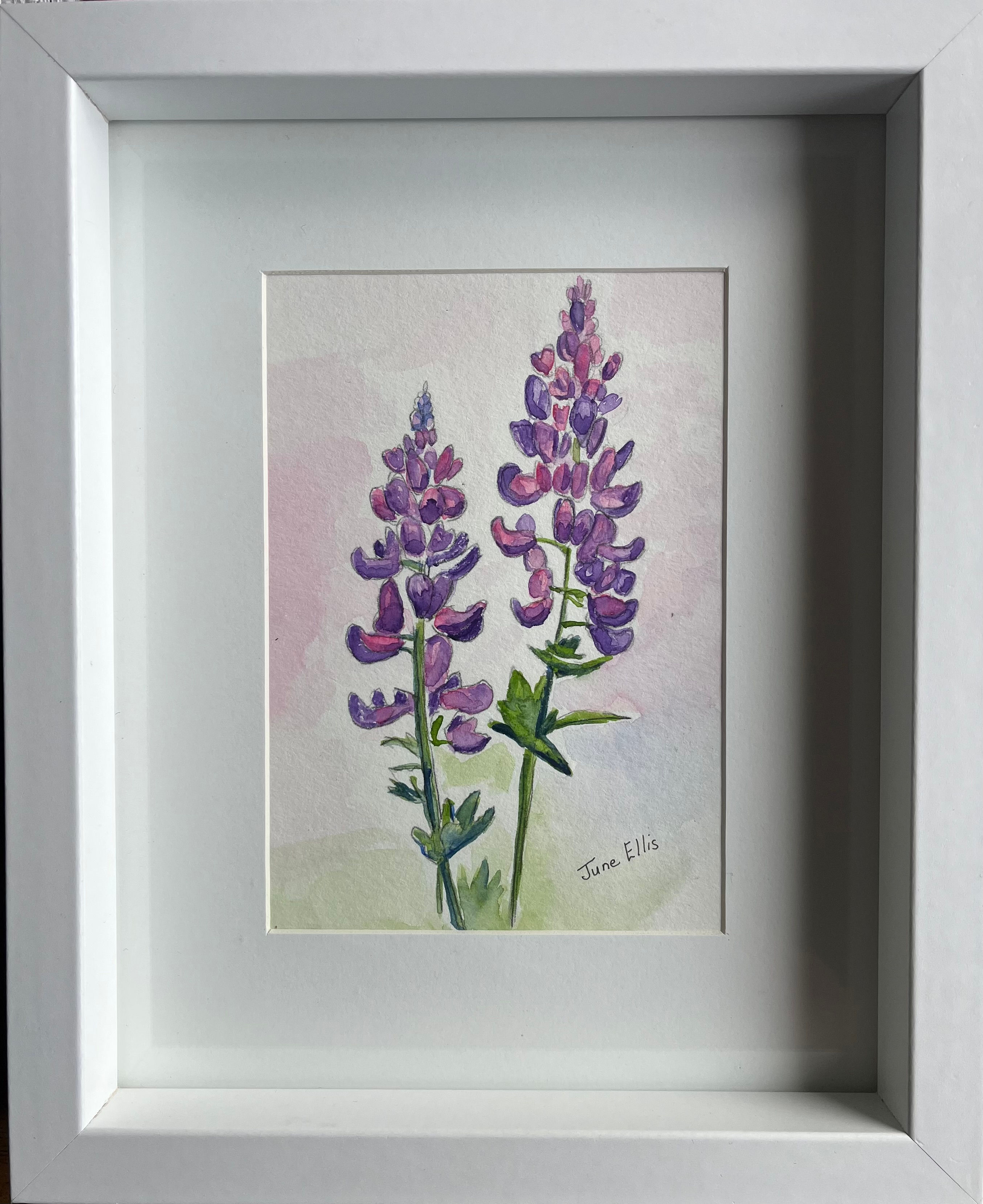 Watercolor painting of purple lupins by PEI Artist June Ellis