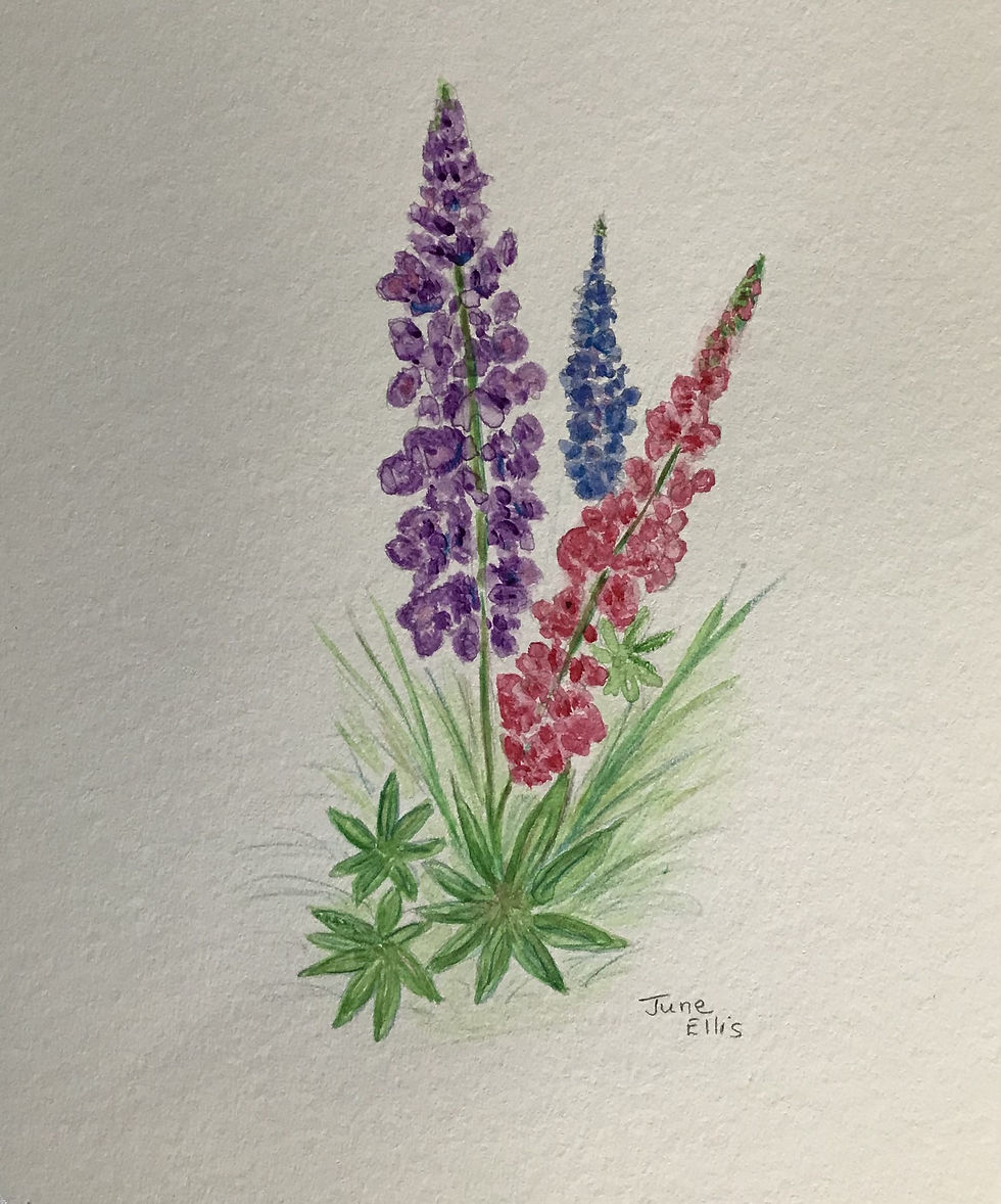 Lupins painted in watercolour, purple and pink