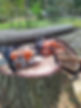 Voller Tree Care Falling.jpg