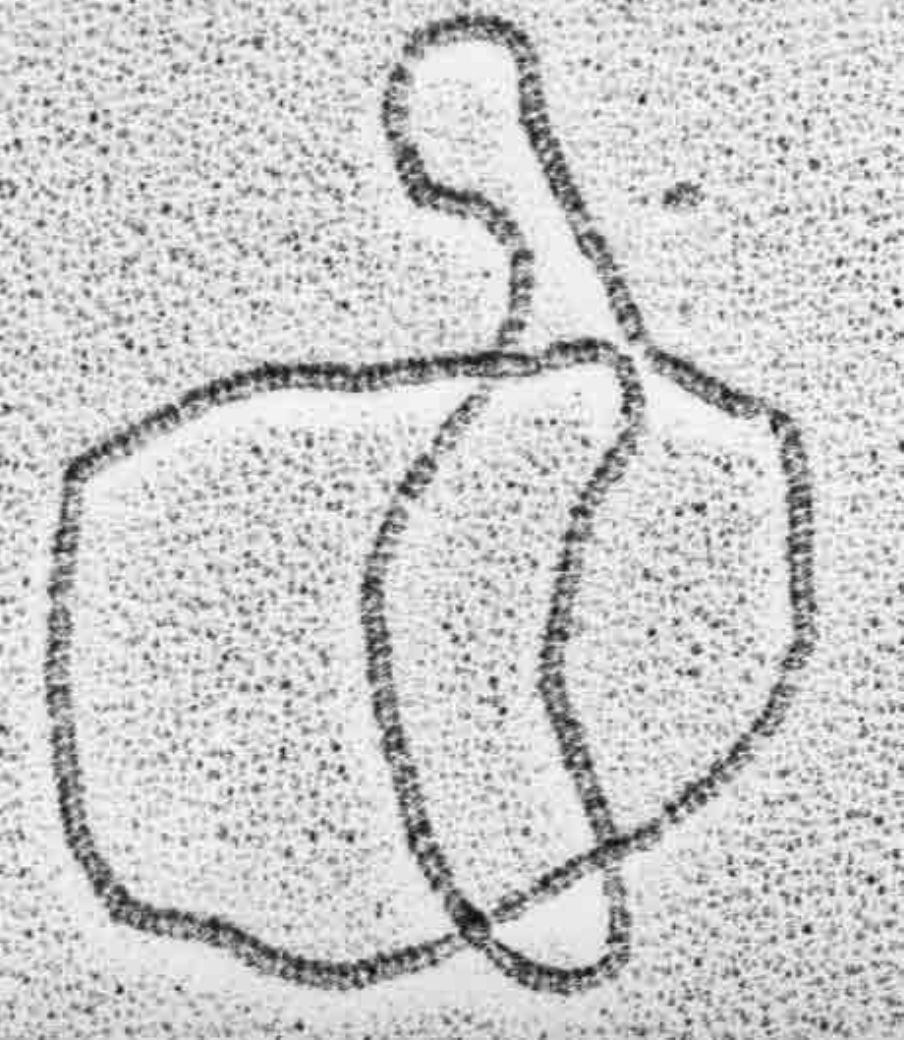 Bacterial Chromosome