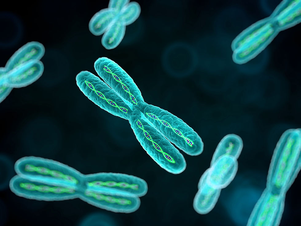 Human Chromosomes