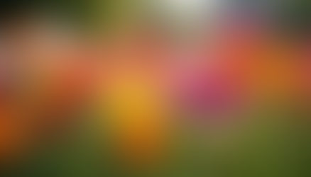 colorful flowers in a field