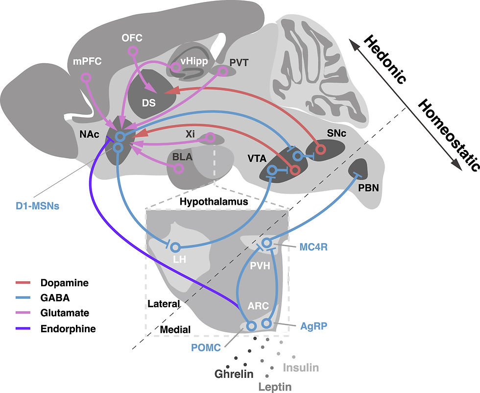 Shematski prikaz neurobiologije prejedanje u mozgu