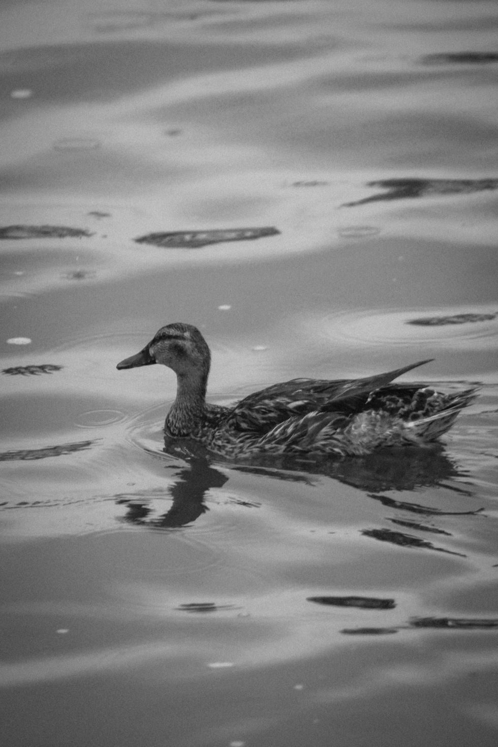 behance_download_1768601266290