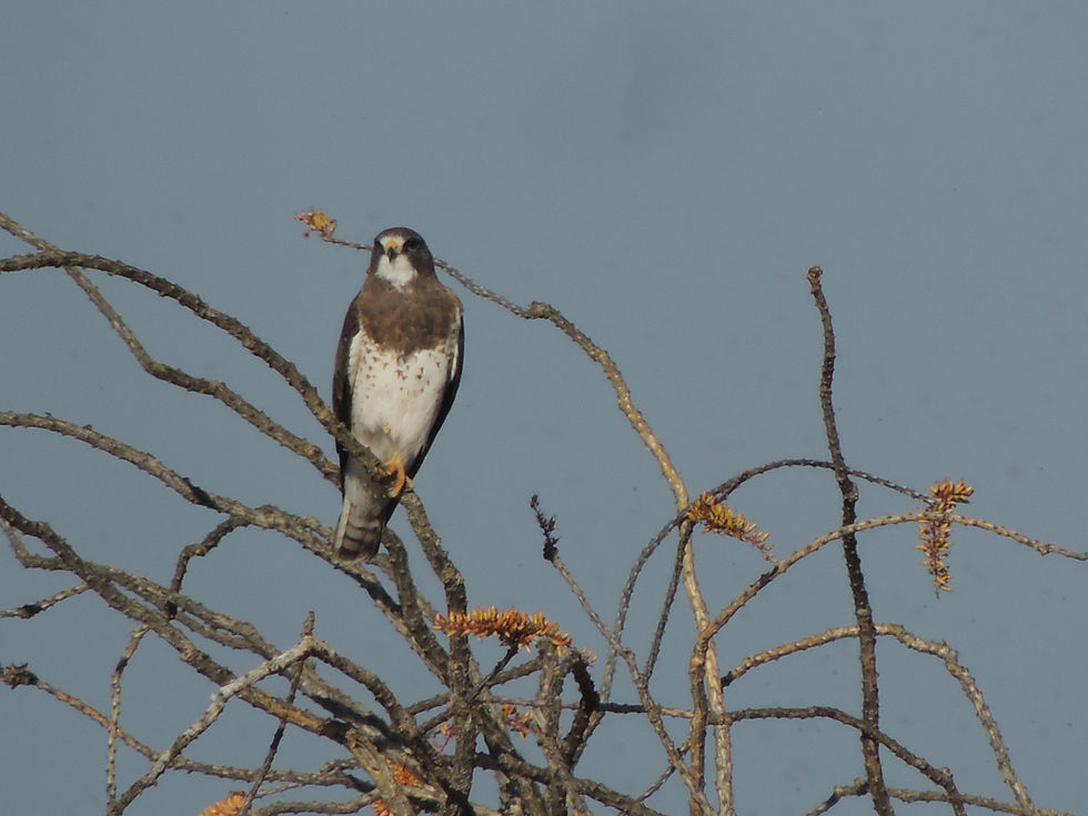 Buteo swainsoni. Foto por Hugo Sotelo