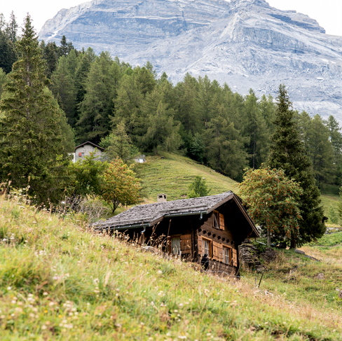 A rustic wooden cabin surrounded by lush green meadows and tall pine trees, set against the backdrop of towering mountains in South Tyrol.