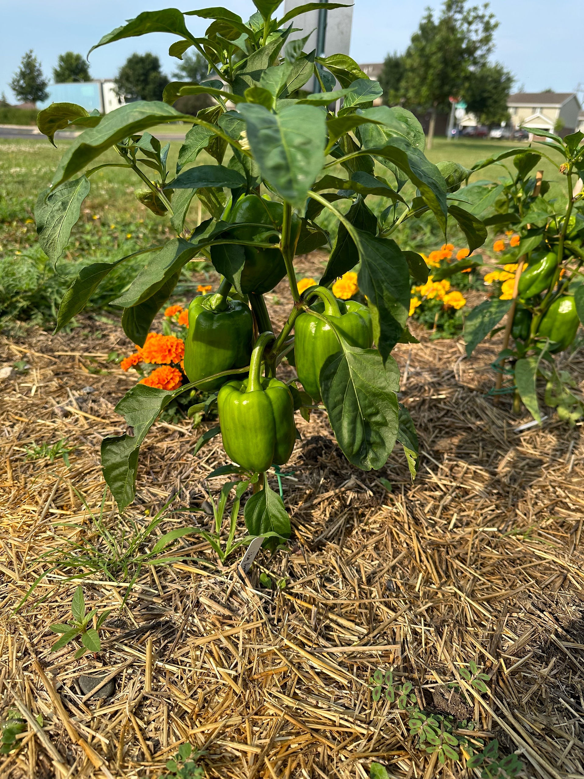 King Arthur Pepper