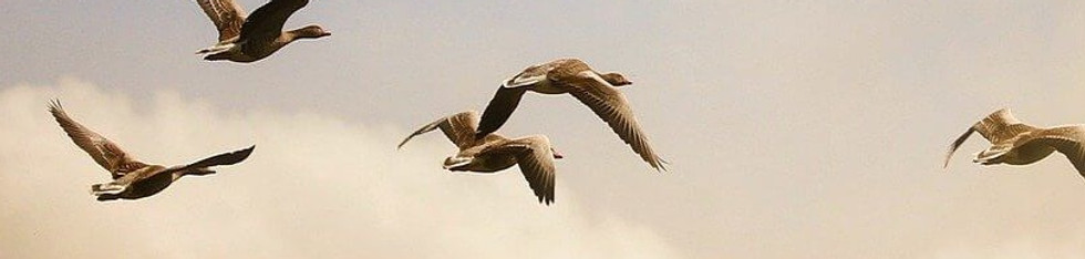 birds-5159711_1920_edited.jpg