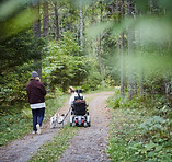 Njut av skogen