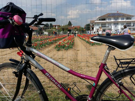 In bici tra i tulipani!