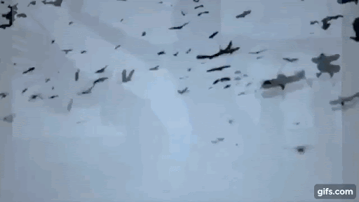 unnamed (1).gif
