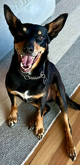 PHOTO-DOG.jpg