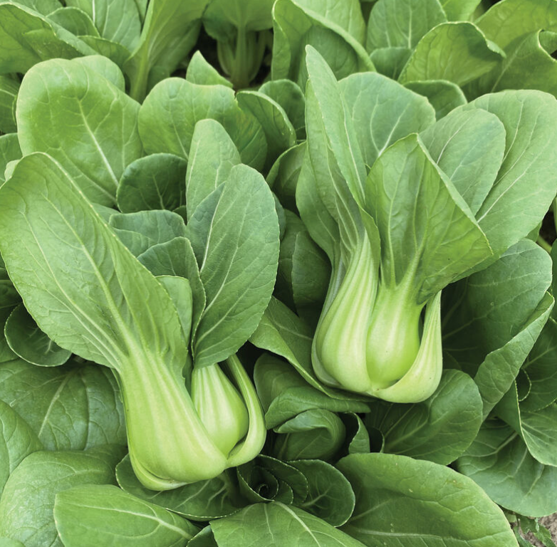 Bok Choy - Shanghai Green (JulieAnn Gardens)