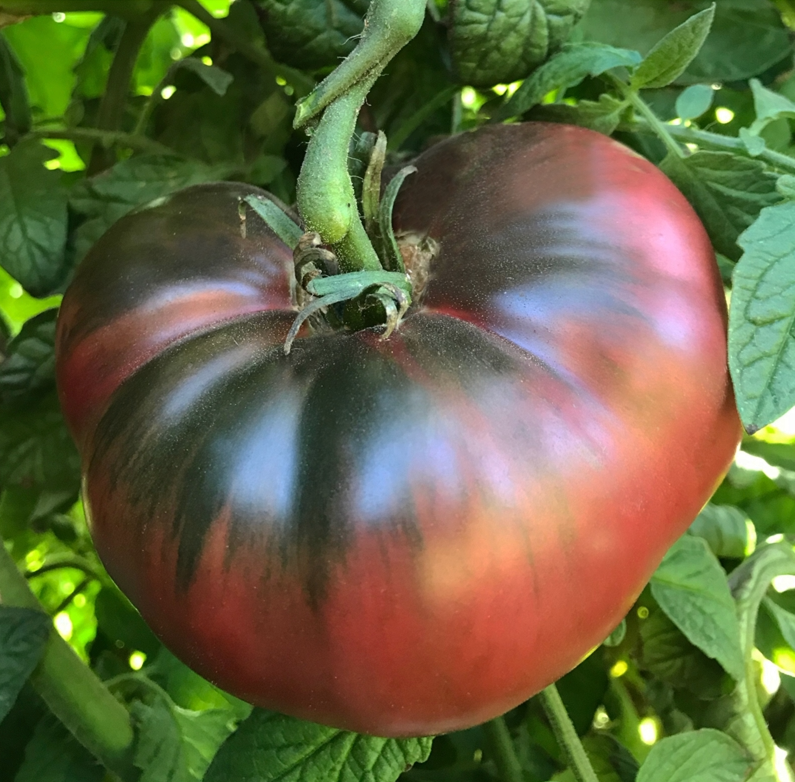 Tomato - Cherokee Purple