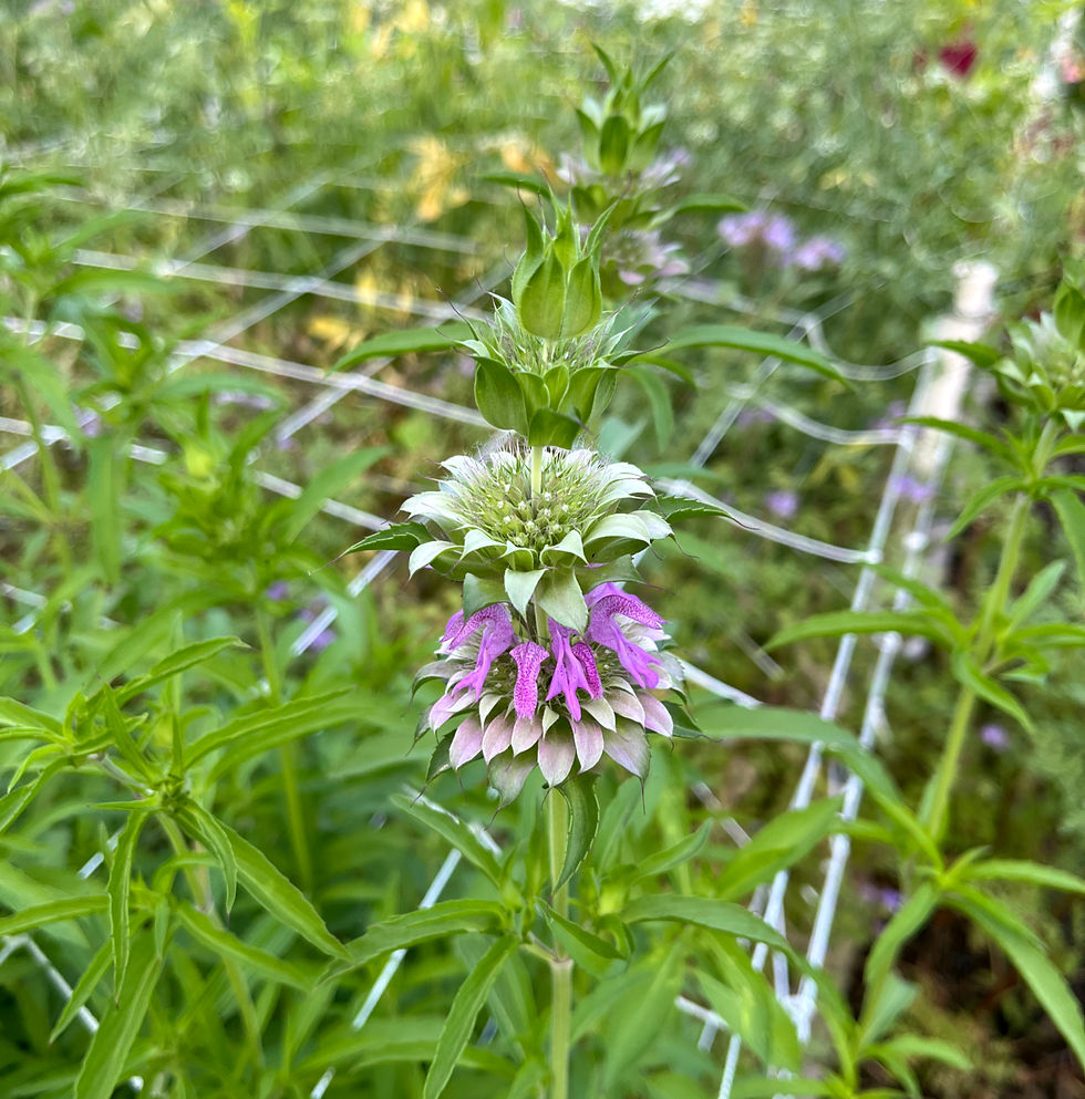 Thumbnail: Monarda - Lemon Bee Balm