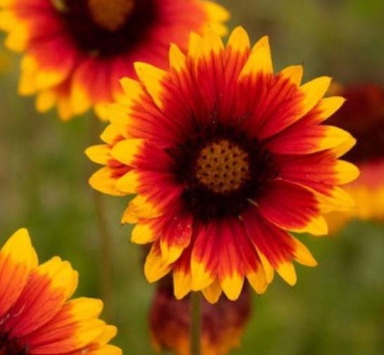 Thumbnail: Blanket Flower - Gaillardia Aristata (JulieAnn Gardens)