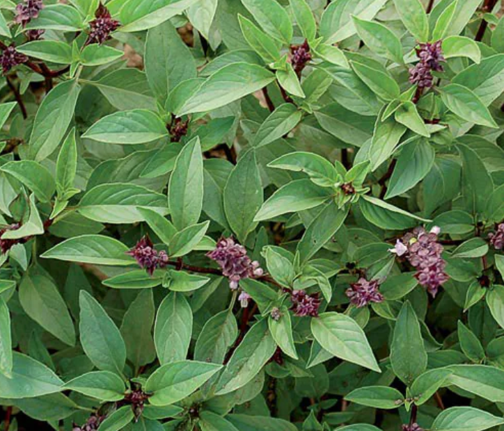 Basil - Licorice