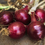 Thumbnail: Onion - Ruby Red (Patio Produce)