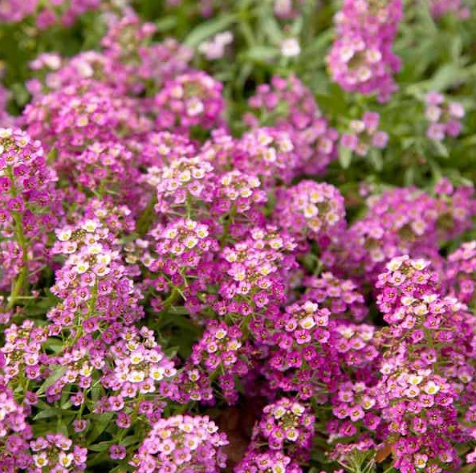 Alyssum - Pink