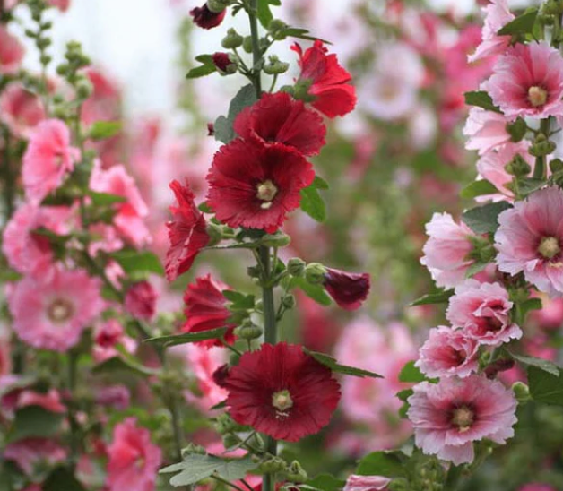 Thumbnail: Hollyhock - Alcea rosea (Patio Produce)