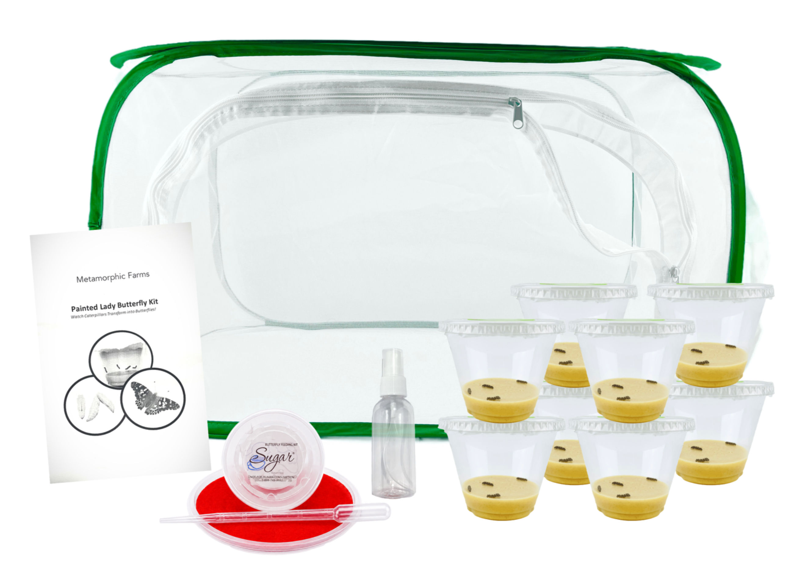 School Sized Butterfly Kit - 32 Caterpillars