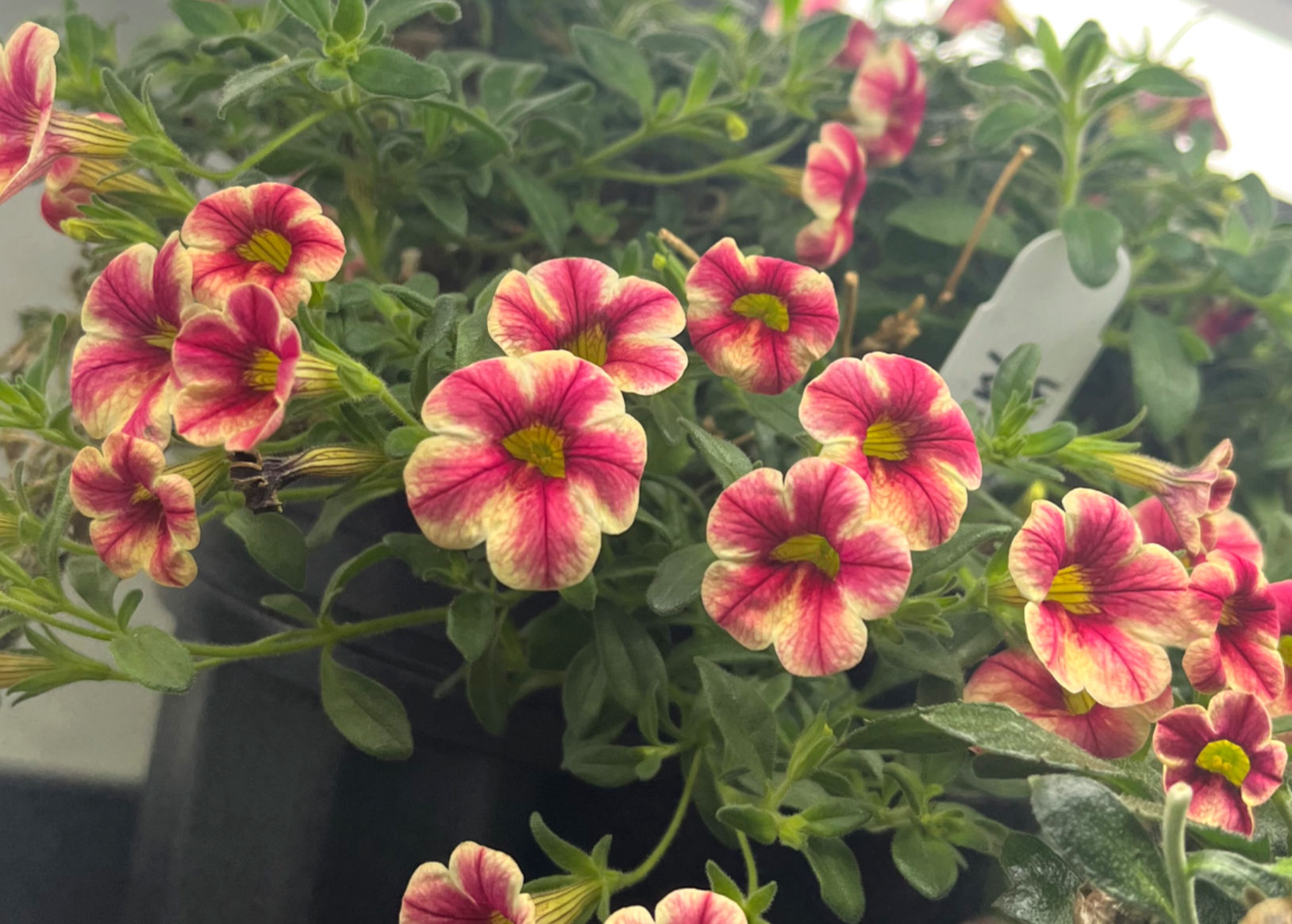 Calibrachoa - Raspberry Lemonade (JulieAnn Gardens)