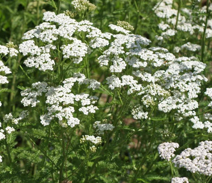 Thumbnail: Yarrow, White - Achilea millefolium (Patio Produce)