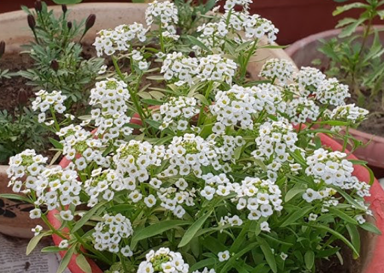 Thumbnail: Alyssum - White (JulieAnn Gardens)