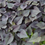 Thumbnail: Sweet Potato Vine - Dark Purple