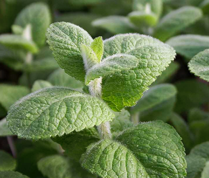 Apple Mint