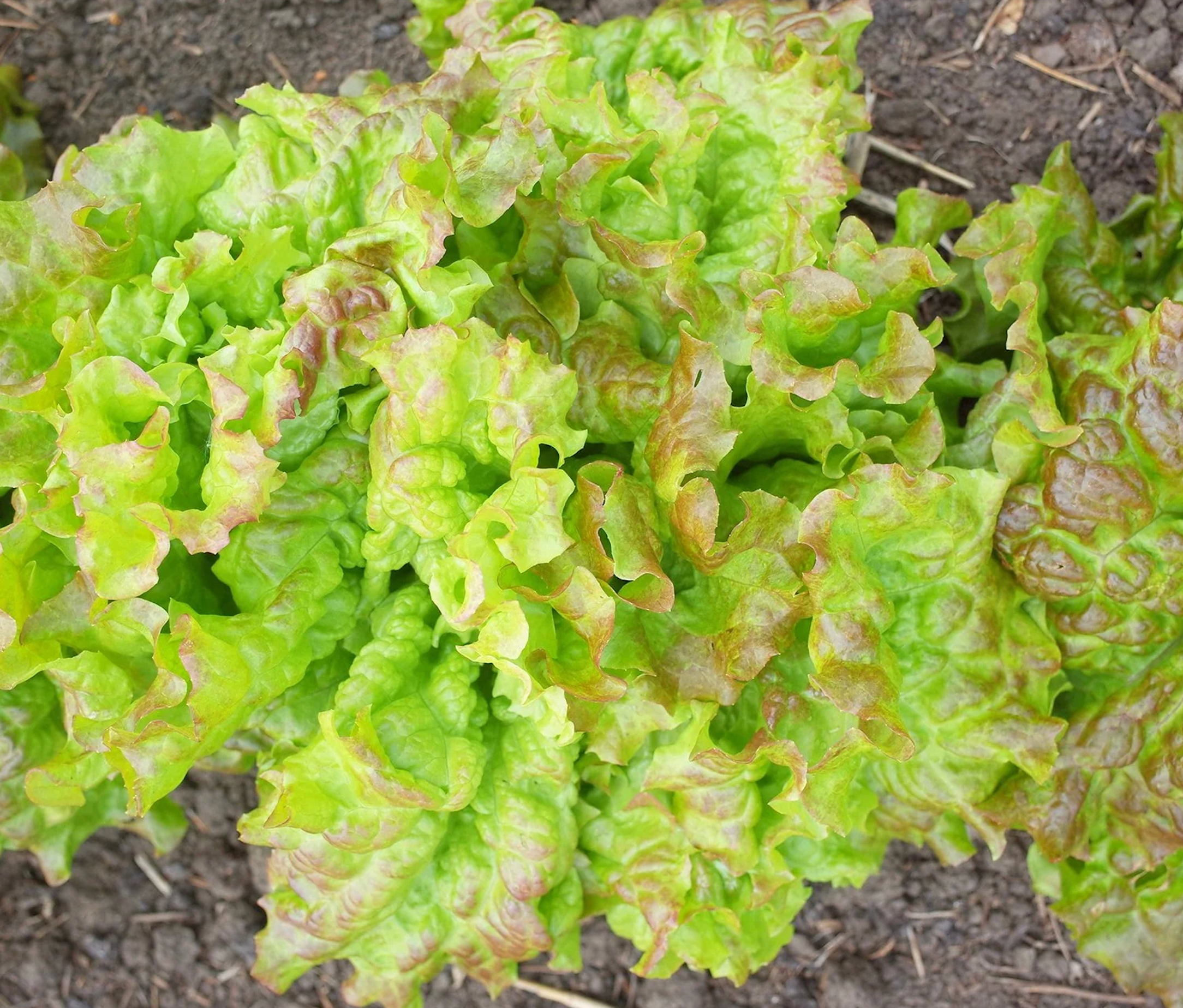 Lettuce - Prizehead Leaf (JulieAnn Gardens)