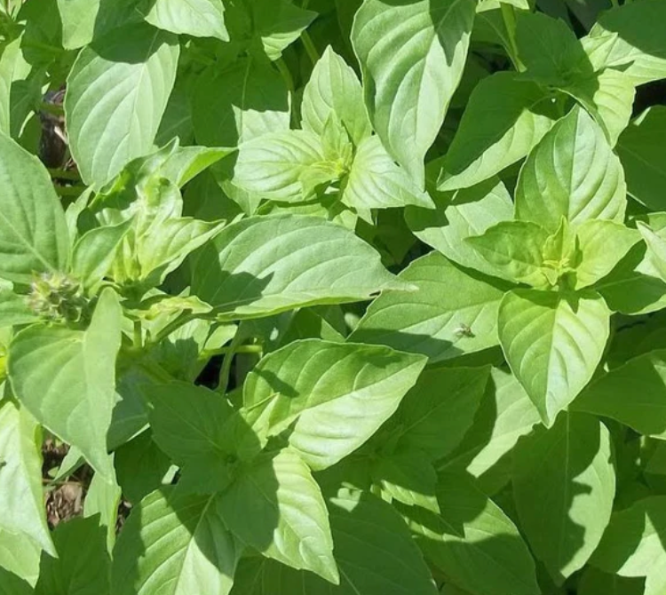 Basil - Lime